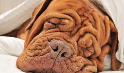 Worried_wrinkles_Dr_Paul_Lowe_Admissions_Advisor_Expert_Independent_Educational_Consultant